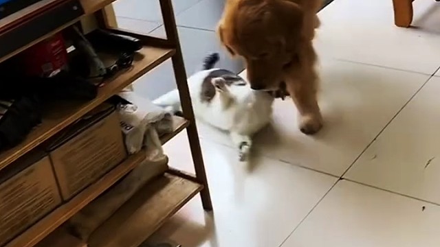 怎么比这大黄还狠