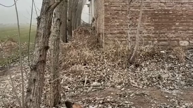 狗狗竟然会用前爪爬树