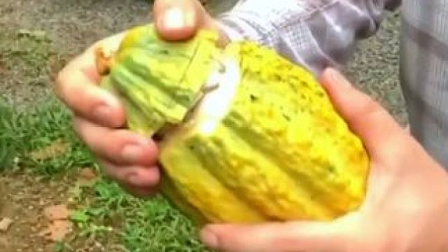 水果的正确切法 #小妙招 #小妙招大作用 #小妙招分享 #小技巧 #小技巧你学会了吗