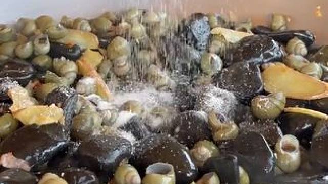 炒螺#东南亚美食 #农村生活 #农村美食 #田螺 #乡村味道