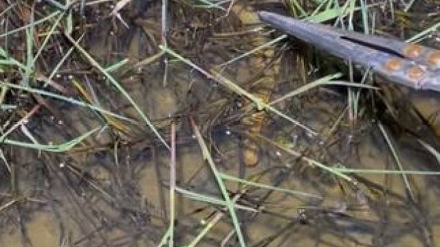 下过雨后的稻田里，到处都是泥鳅和鳝鱼，你们见过这样的吗？？ #农村生活 #户外 #抓鳝鱼