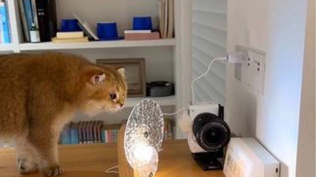 vlog虚惊一场医院行，桃桃估计觉得他是陪我才去的医院#vlog #日常vlog  #vlog萌宠日