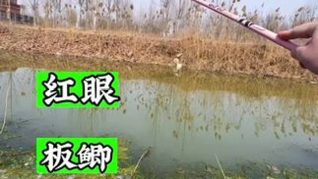 啥鱼都有的小河沟你们喜欢嘛#钓鱼的乐趣只有钓鱼人懂 #钓鱼人就是这么疯狂  #老坛维它