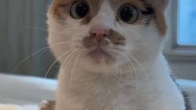 “圆圆的脑袋 大大耳朵”
#三花猫 #我镜头下的小猫 #心思全写在脸上的猫