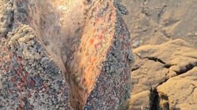 收获一只大涡螺#国外视频分享 #海洋生物 #赶海