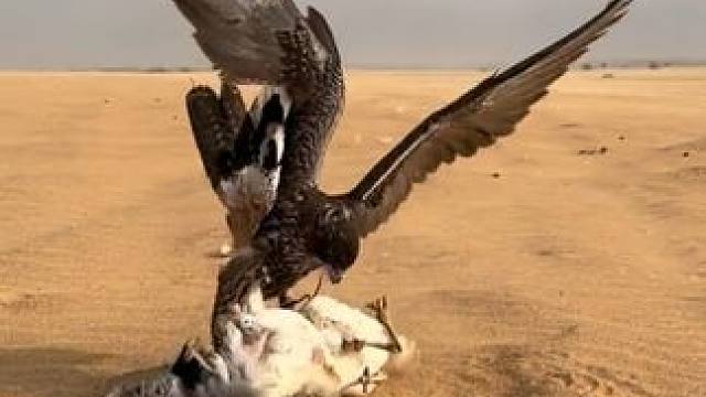 鹰隼空战击落大鸨享受大餐#国外视频分享 #奇妙的动物 #鹰隼