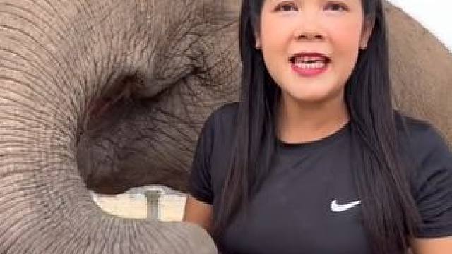 泰国宠物大象吃甜瓜#国外视频分享 #奇妙的动物 #大象