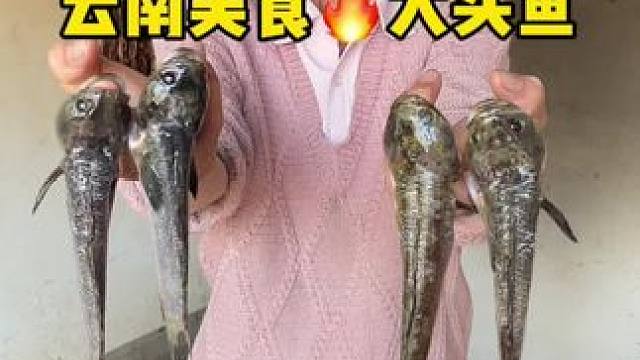 这云南的大头鱼 你们吃过吗？#我的乡村生活 #支持三农扶持三农发展 #记录真实生活