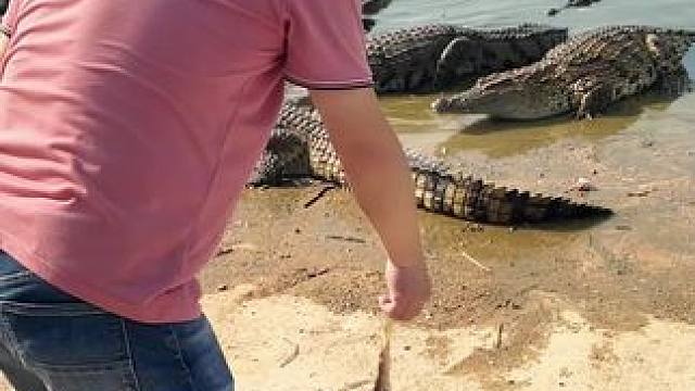 古代龙的原型！这款鳄鱼皮鞋，意寓节节高升，好看又耐穿！