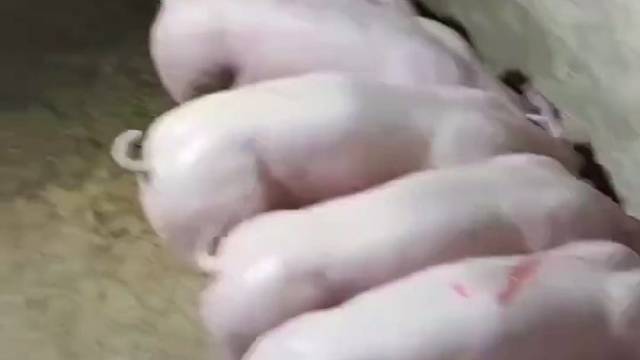 原种比利时长白