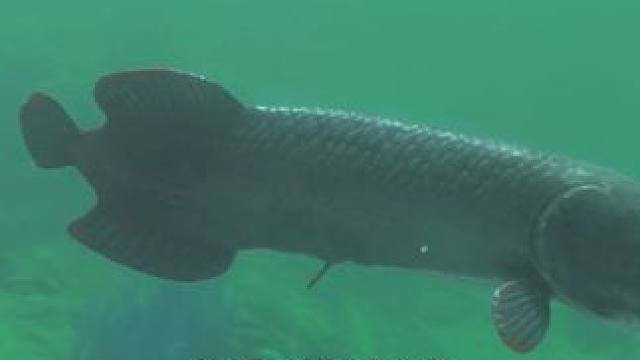 我发布了一个新视频，快来围观吧！