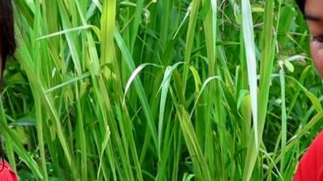 采摘树上的虫群作为食物-在丛林中烹饪虫作为美味的食物 #大自然的馈赠 #虫子美食 #原生态美食