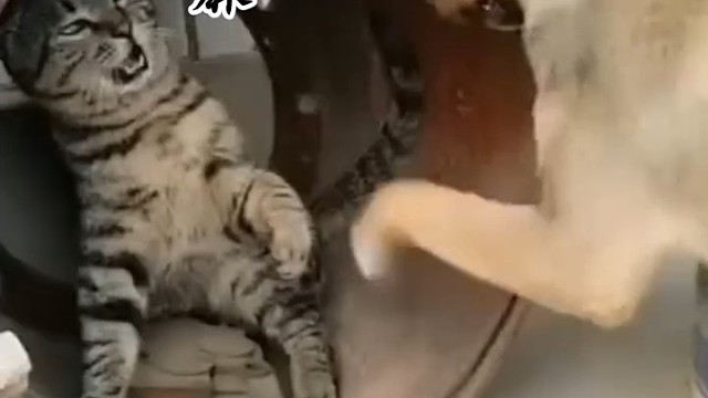 猫咪好可怜啊