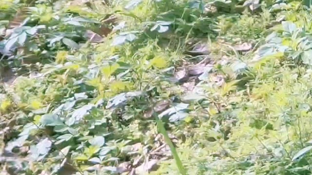 莽小五两次奔向外公求抱抱