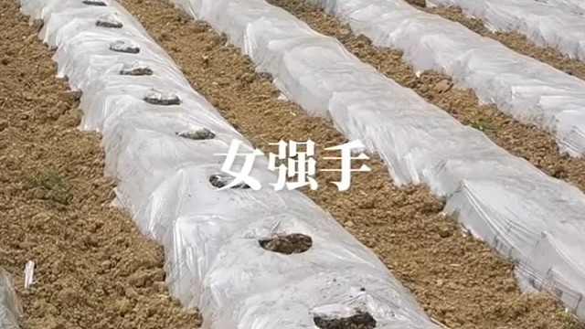 看距离应该是栽烟吧！