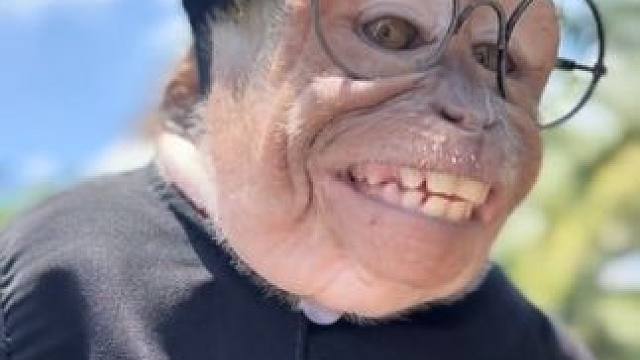 #国外视频分享 #奇妙的动物 #猴子成精