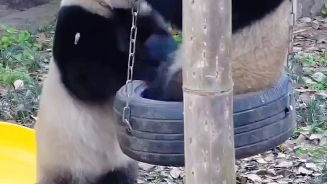 渝爱和渝可又闹掰了