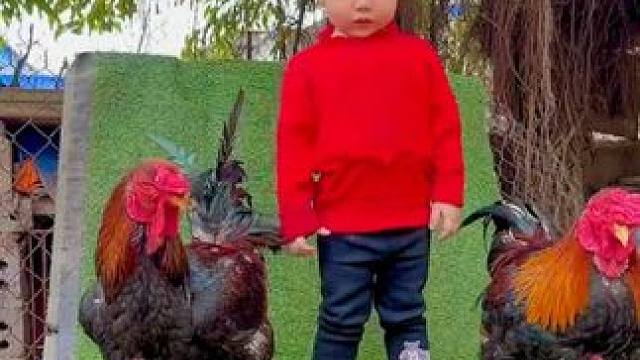 越南东涛鸡#国外视频分享 #奇妙的动物 #宠物