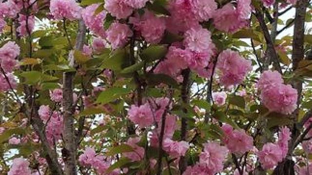 #总有一朵花属于你的春天