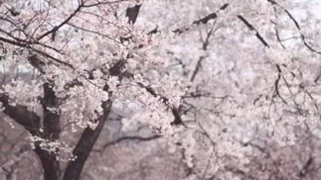 春日露营#露营报告 #野营 #户外 #春天的第一场露营