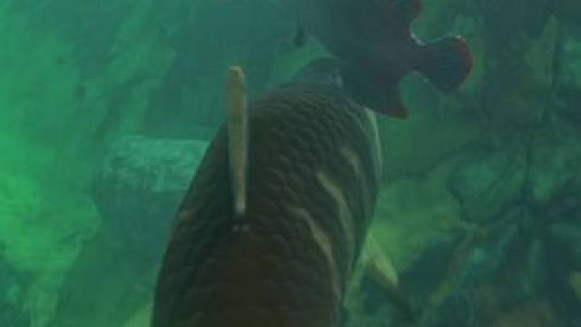 我发布了一个新视频，快来围观吧！