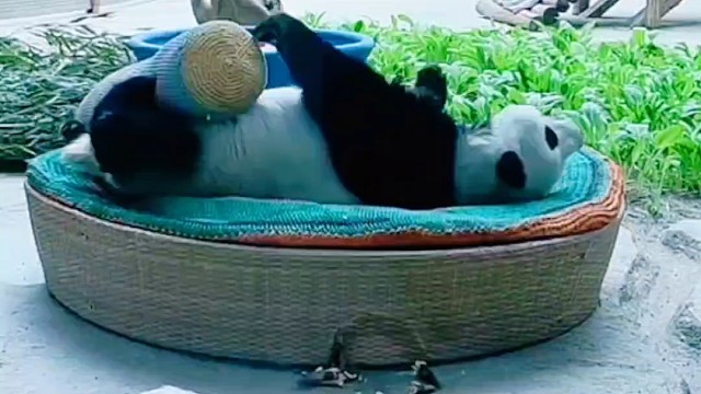 思嘉公主床上练瑜伽，这得迷倒多少单身熊？