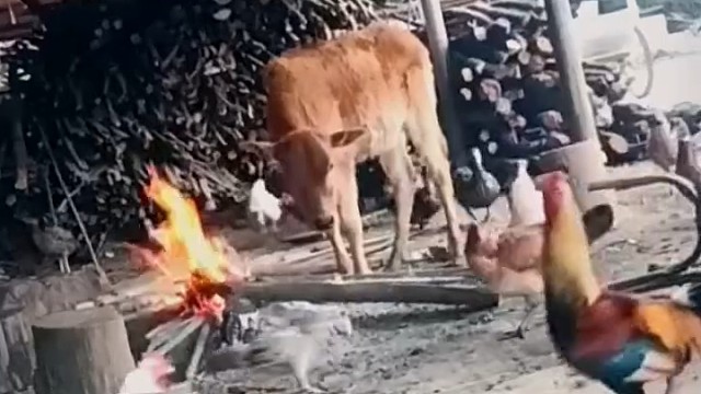 牛伯伯看呆了[捂脸]