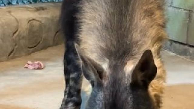 国外土豪的宠物棕鬣狗吃鸡腿#国外视频分享 #奇妙的动物 #宠物