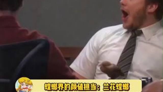 这谁分得清是花还是螳螂，好粉嫩啊