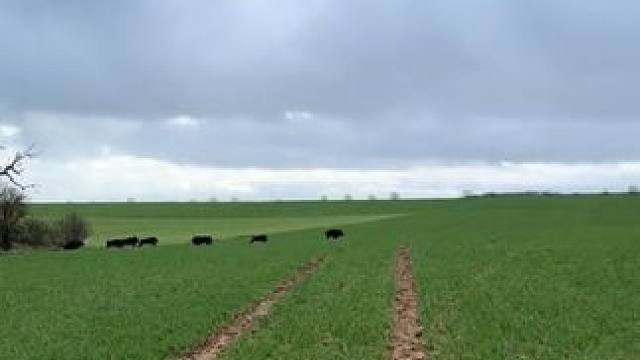  #国外视频分享  #野生动物零距离 #野猪泛滥