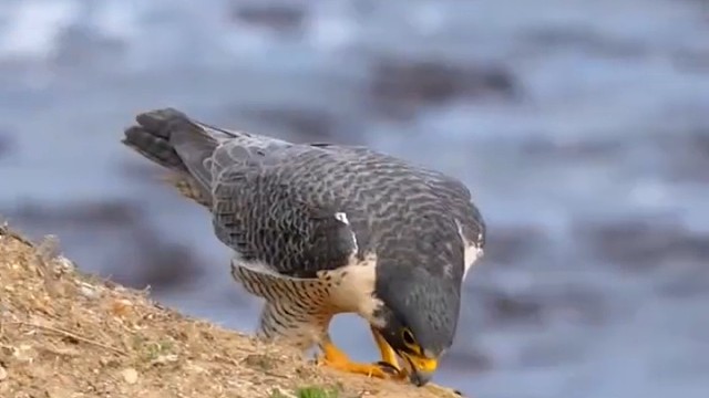 春天来了！
网友：看它收起锋利的爪子就知晓，它是疼老婆……不家暴！