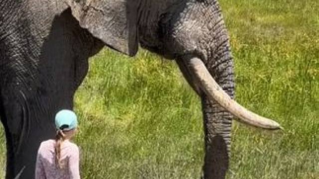 体型巨大的非洲象#国外视频分享 #奇妙的动物 #野生动物零距离