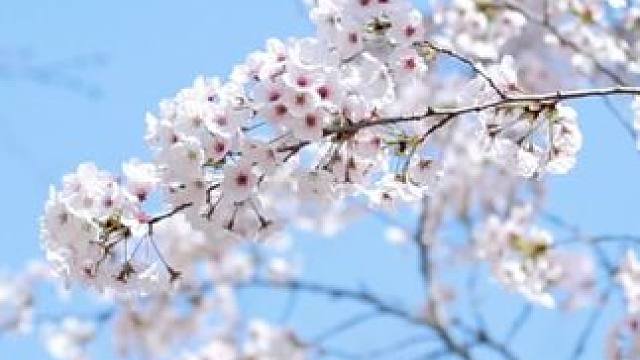 正直公园花都开了，可以去了#春暖花开奔你而来 #临沂 #春天 #我的摄影日记 #春天的味道