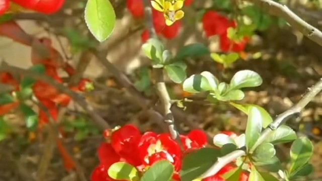 今年的阳光玫瑰葡萄已经萌芽，长势喜人！！！