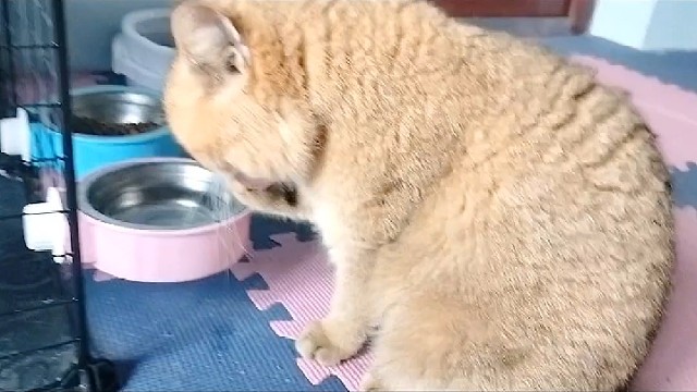 我家最辛苦的一位