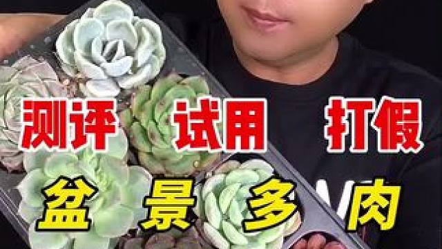 这也的盆景多肉怎么样呢？#测评 #多肉植物 #植物