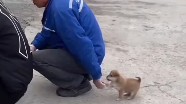 太可爱了，小狗狗[憨笑]