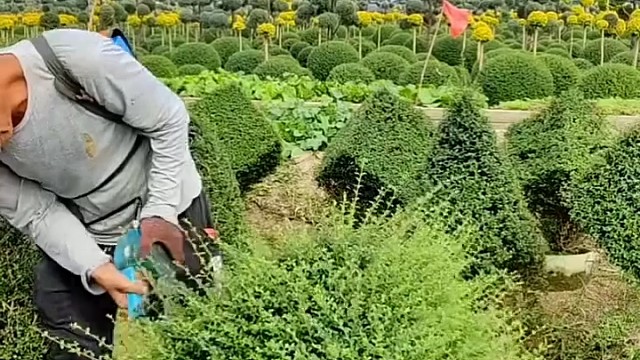 这是技术也是艺术[赞]