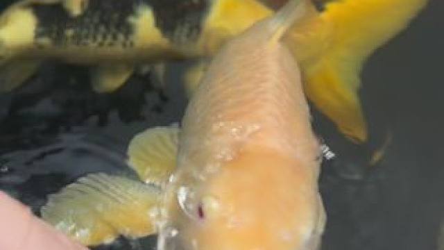 今日摸鱼时间到啦
快来摸
锦鲤送好运#见锦鲤者发发发