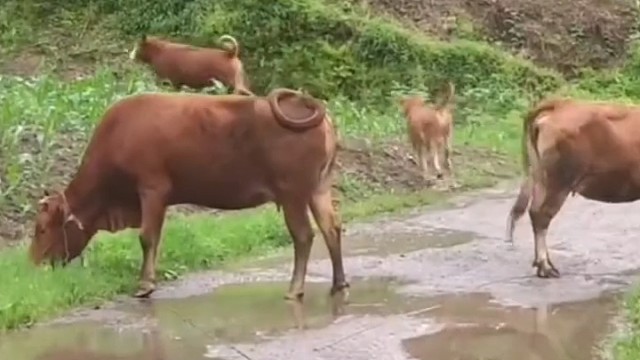 真是年幼不懂事呀！打也打不得，骂也听不懂。