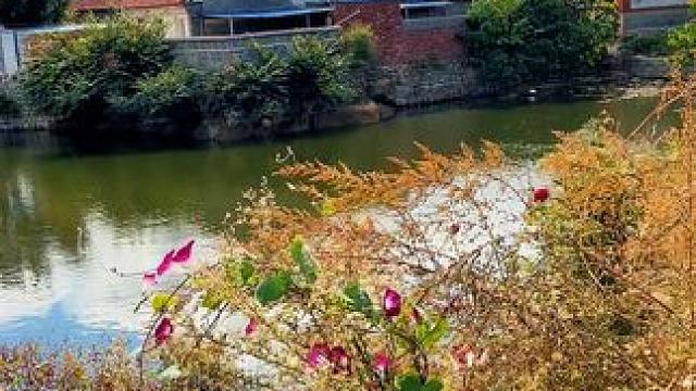 远离城市的喧嚣，山里的日子很慢，慢到可以静下心来去看一棵树，一朵花～ #乡愁记忆 #远离城市的喧嚣