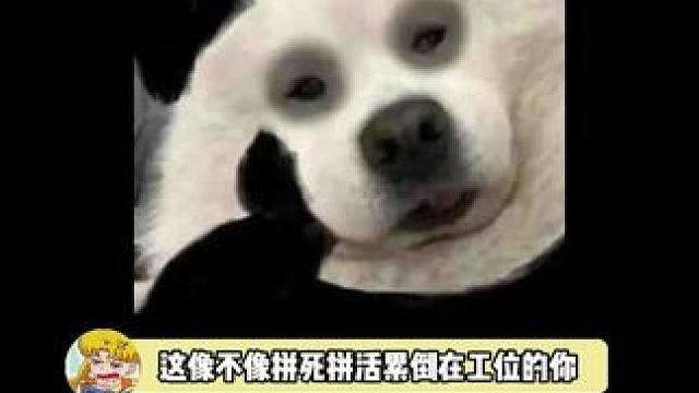 996的小蜜蜂突然累倒在工位上