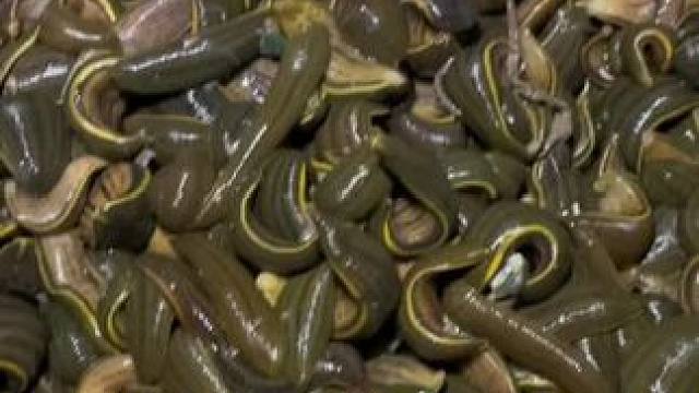 稻田里蚂蟥泛滥成灾，几百块一斤在农村无人知，农村小伙一晚收获十来斤，发财了#我的乡村生活 #户外 #