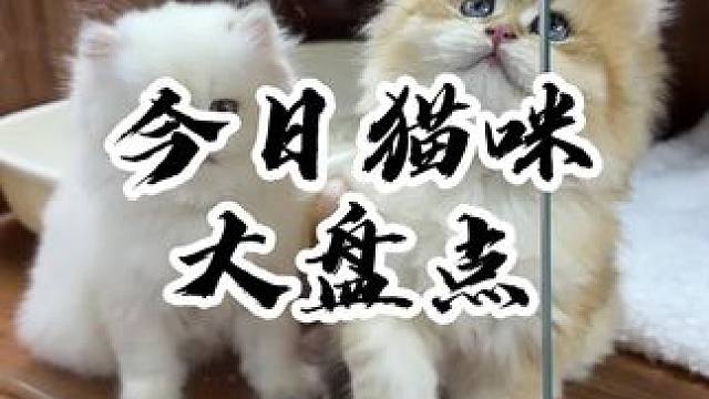 艾特你的列表第二个给你拿下！#壮实说猫 #金渐层 #缅因