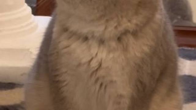 小猫瞳孔除了晚上会黑黑的以外还有遗传因素，有些小猫晚上他的瞳孔都没办法全部黑黑的哦#小猫日记