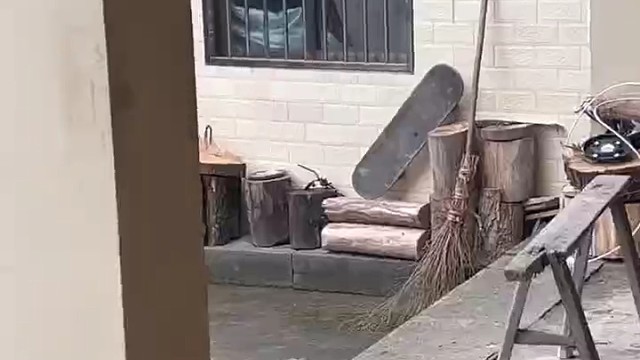 哇！想不到猫能跳这么高！