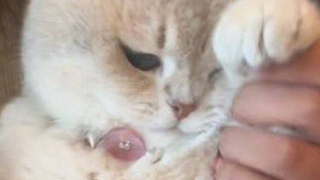 肖胖是那种不喜欢跳舞的小猫 十五秒之后 它就跳走了#小猫日记