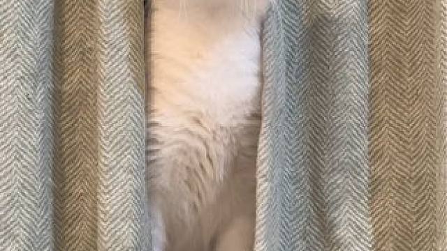 我们伞伞只能家养不能流浪？胡说！我们聪明着呢#三花猫 #记录猫咪日常