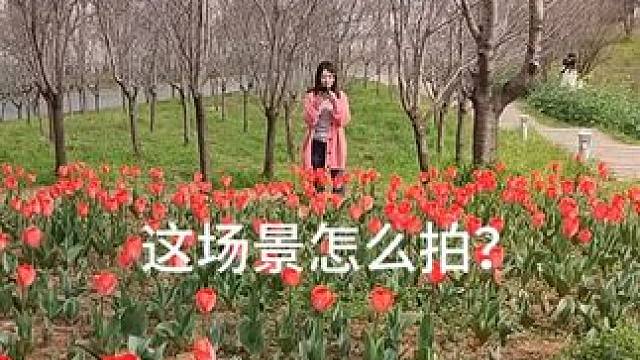 郁金香怎么拍？低机位，横构图，人物居中拍摄。#郁金香花海 #摄影教程 #摄影教学