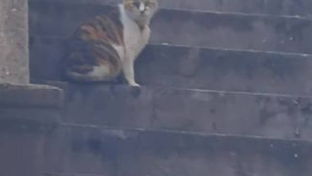 主人搬走了...留下小小的你依旧不忘每天回家看看，看看这住惯的地方，现在已经进不去了...#小猫治愈